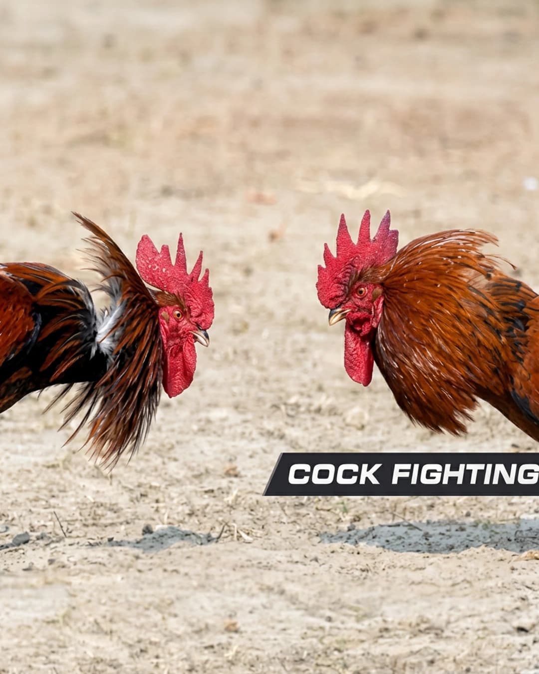 COCK FIGHTING